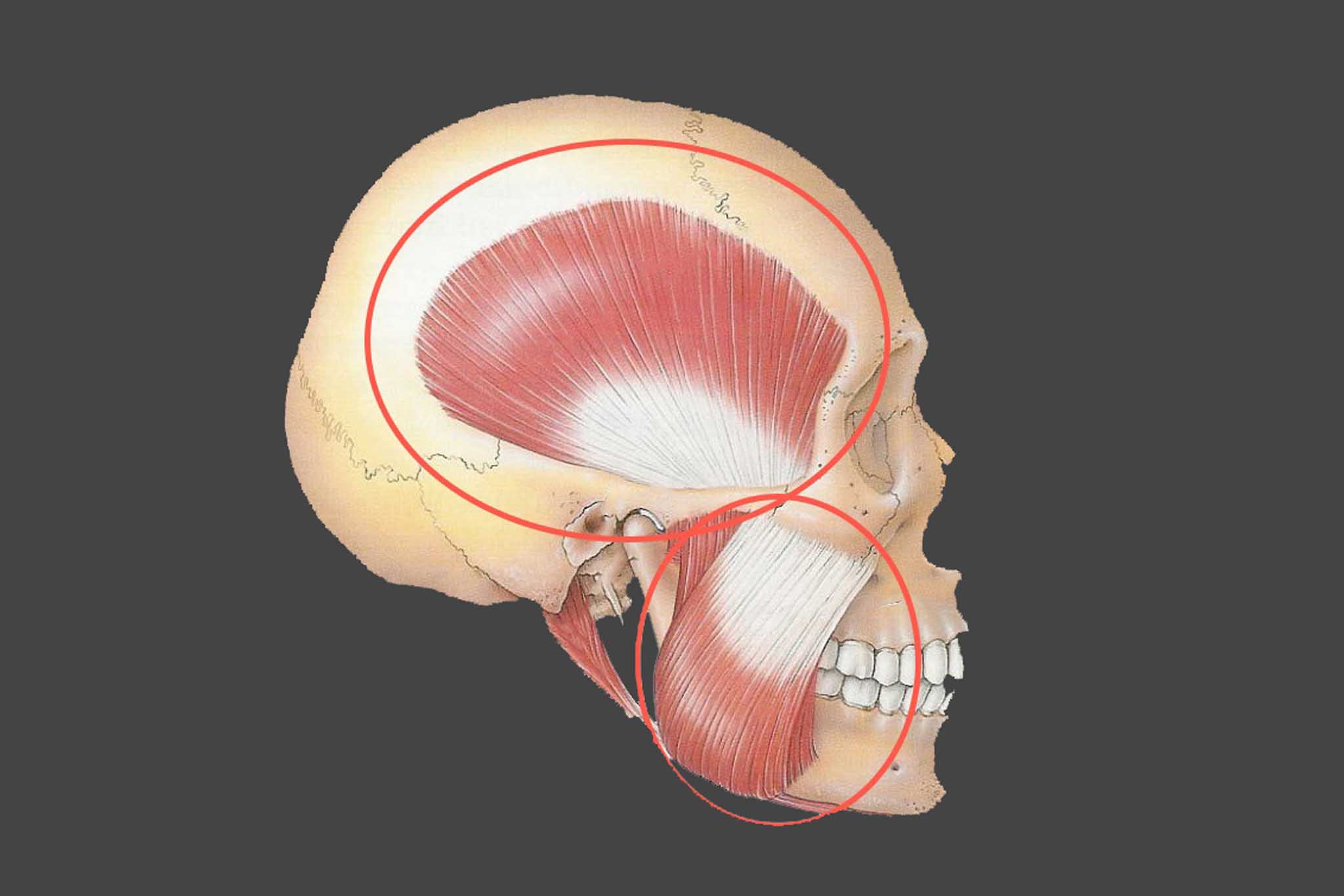 Tannlegene ved Kolbotn Tannklinikk viser plassering av tyggemuskler relatert til TMD – Kolbotn, Follo, Vinterbro og Nordstrand.